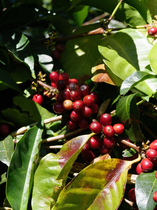 ETHIOPIA ABANA ESTATE ANDERACHA WASHED G1 - Wholesale (250g)