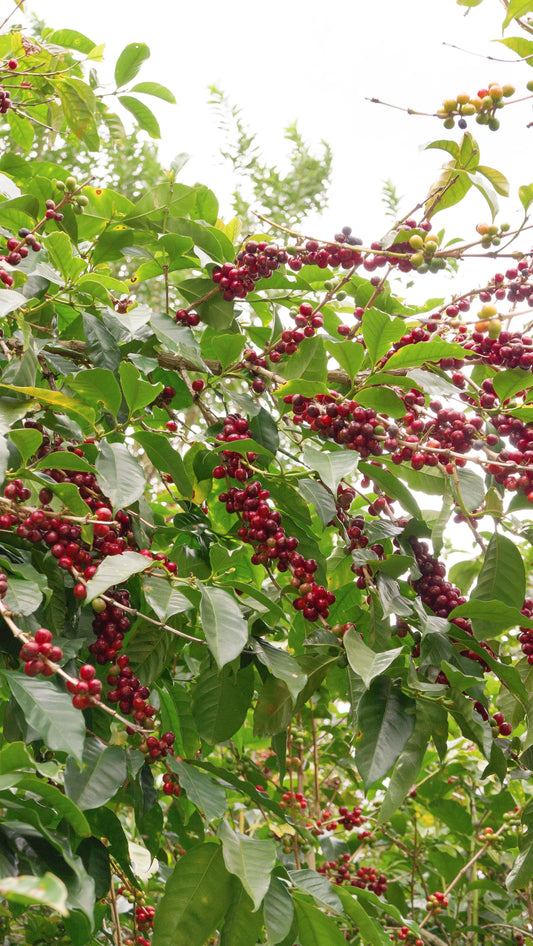 SUPERIOR SINGLE ORIGIN (100g)